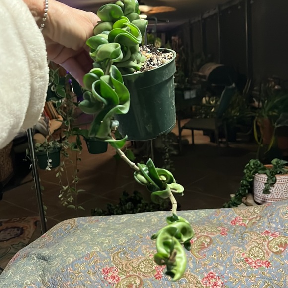 Hindu Hoya Rope/compacta 🪴✅💚 - Picture 3 of 6